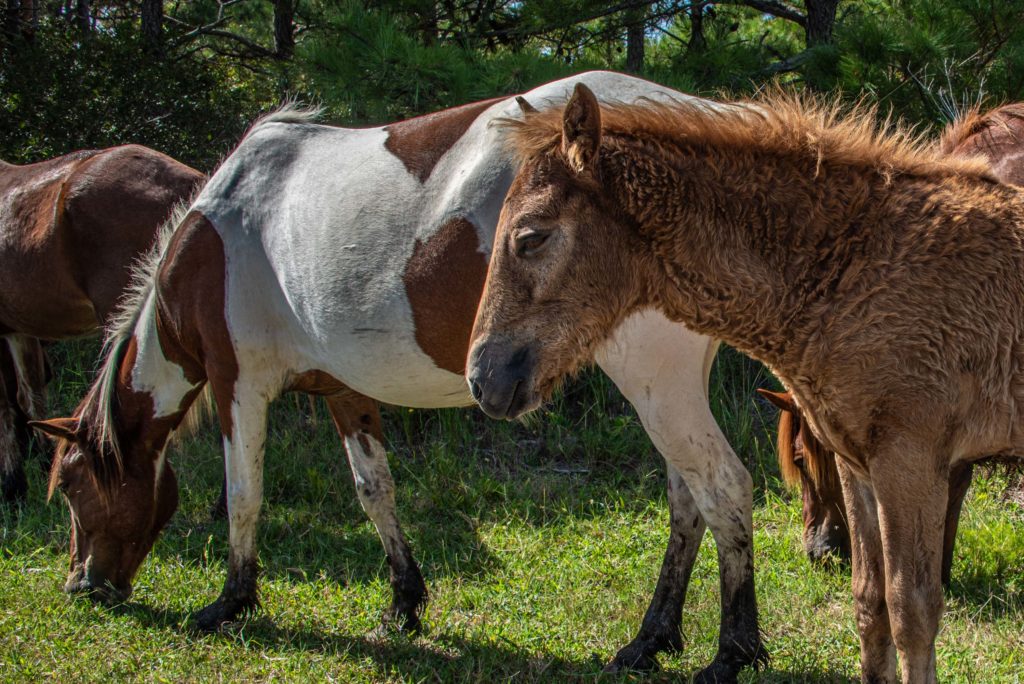 assateague island photography