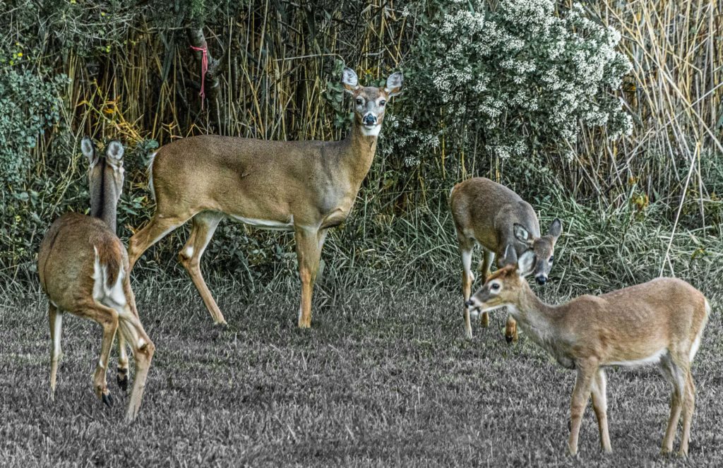 deer photograph