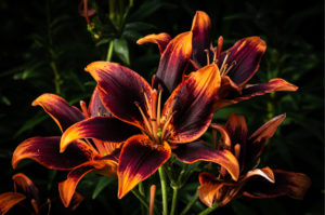 Forever Susan lilies