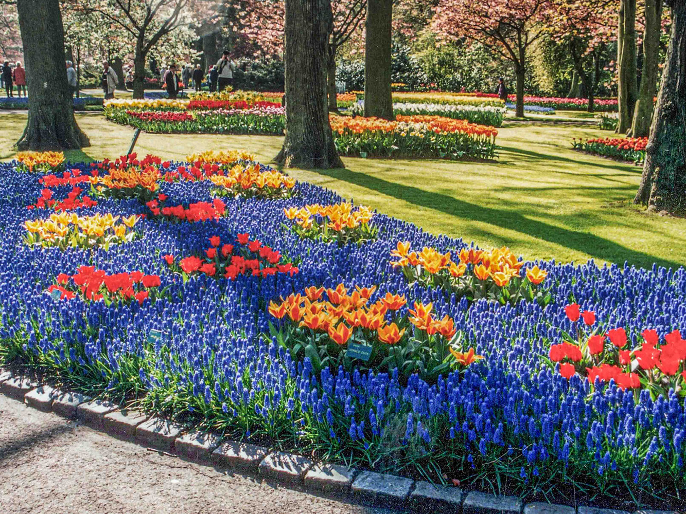 “Bouquets” of tulips dazzle among the muscari